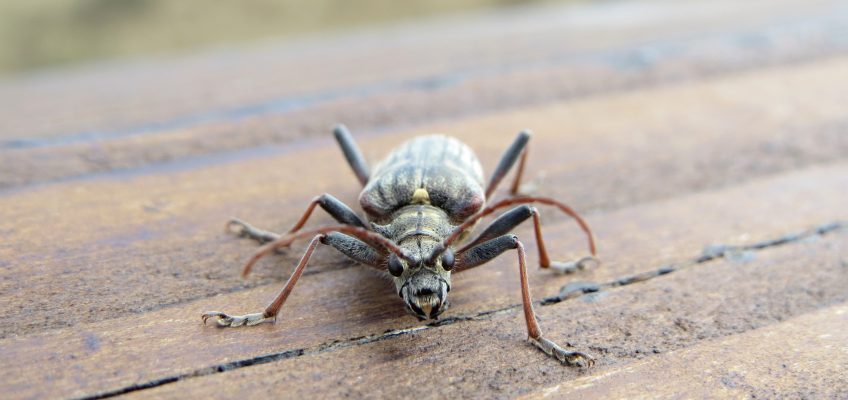 Elmpter Schwalmbruch,  Käfer auf dem Geländer des  Aussichtsturmes