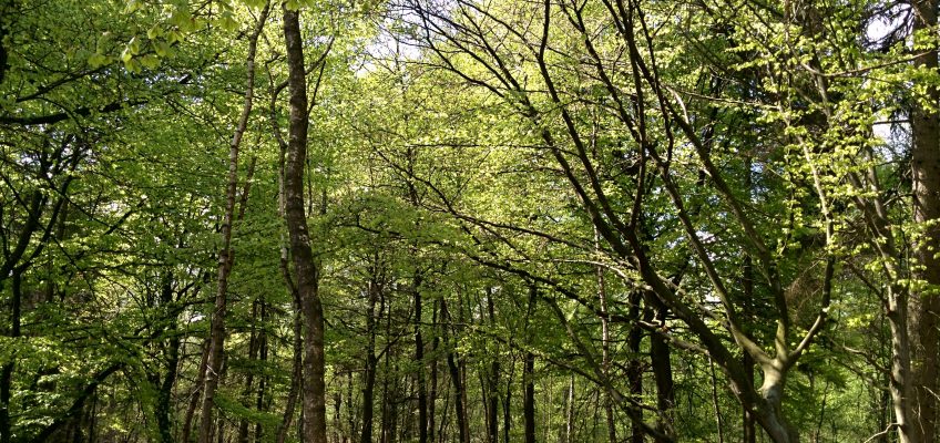 Elmpter Schwalmbruch,  Wald mit Laubbäumen