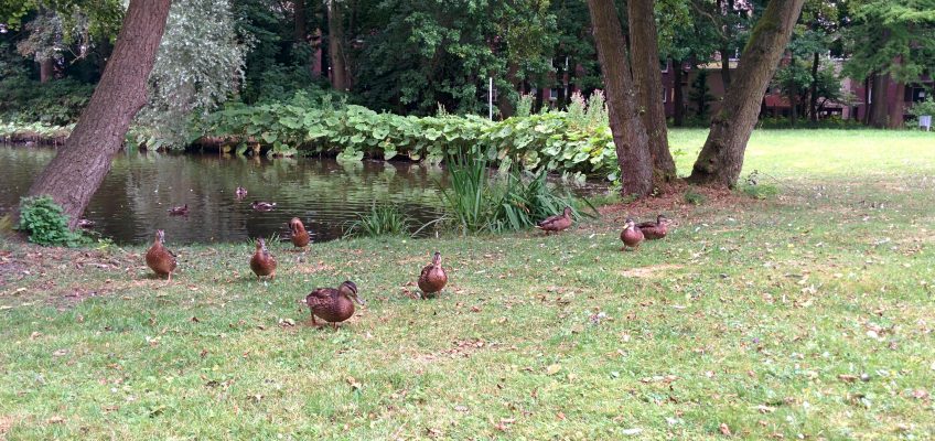 Geburtstagspicknick - Enten