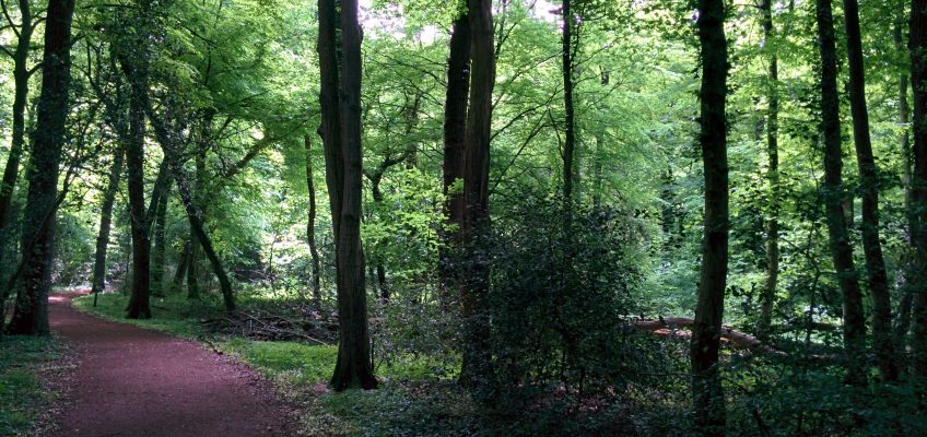 Neuenburger Urwald