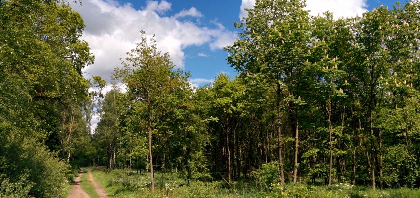 Neuenburger Urwald - Waldlichtung