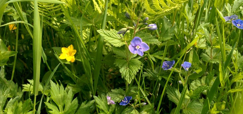 Neuenburger Urwald - Blumenwiese