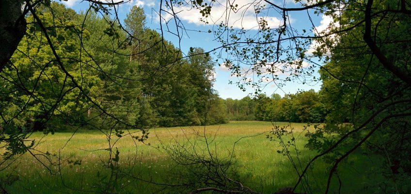 Neuenburger Urwald - Wiese